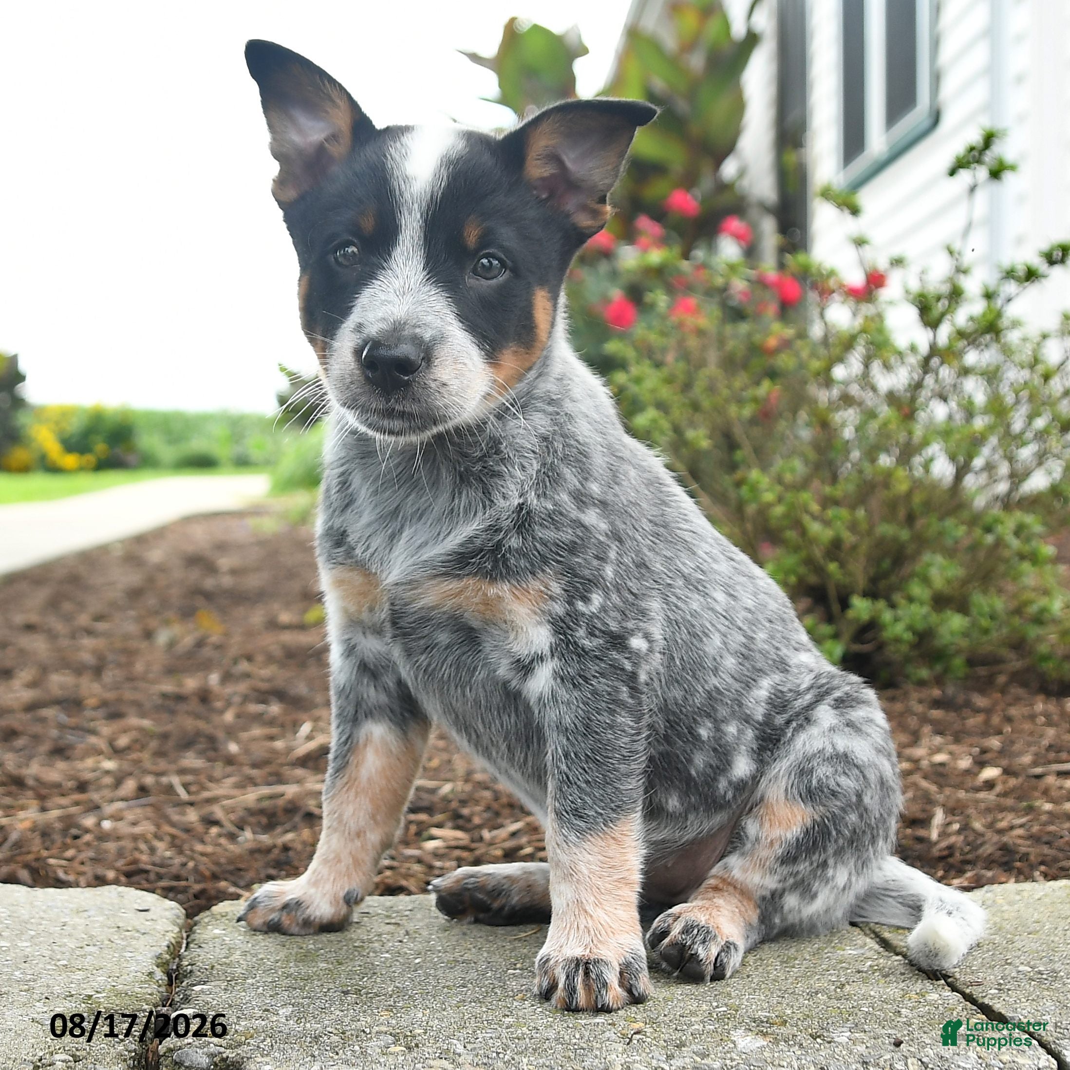 Australian Cattle Dog dogs Fiona - Ad 2