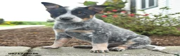 Australian Cattle Dog dogs for sale: Fiona - Ad 2