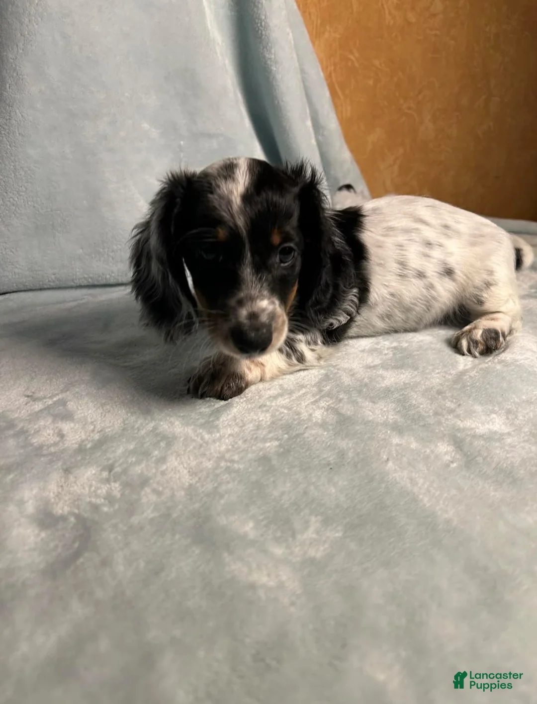 Dachshund dogs for sale: Newman - Ad 2