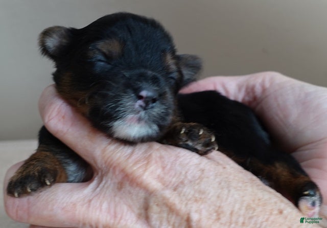 Yorkshire Terrier dogs Kismet black face - Ad 2