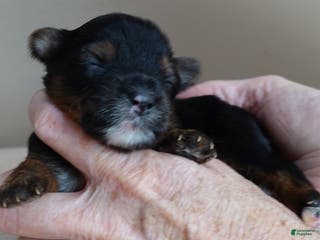 Yorkshire Terrier dogs Kismet black face - Ad 20