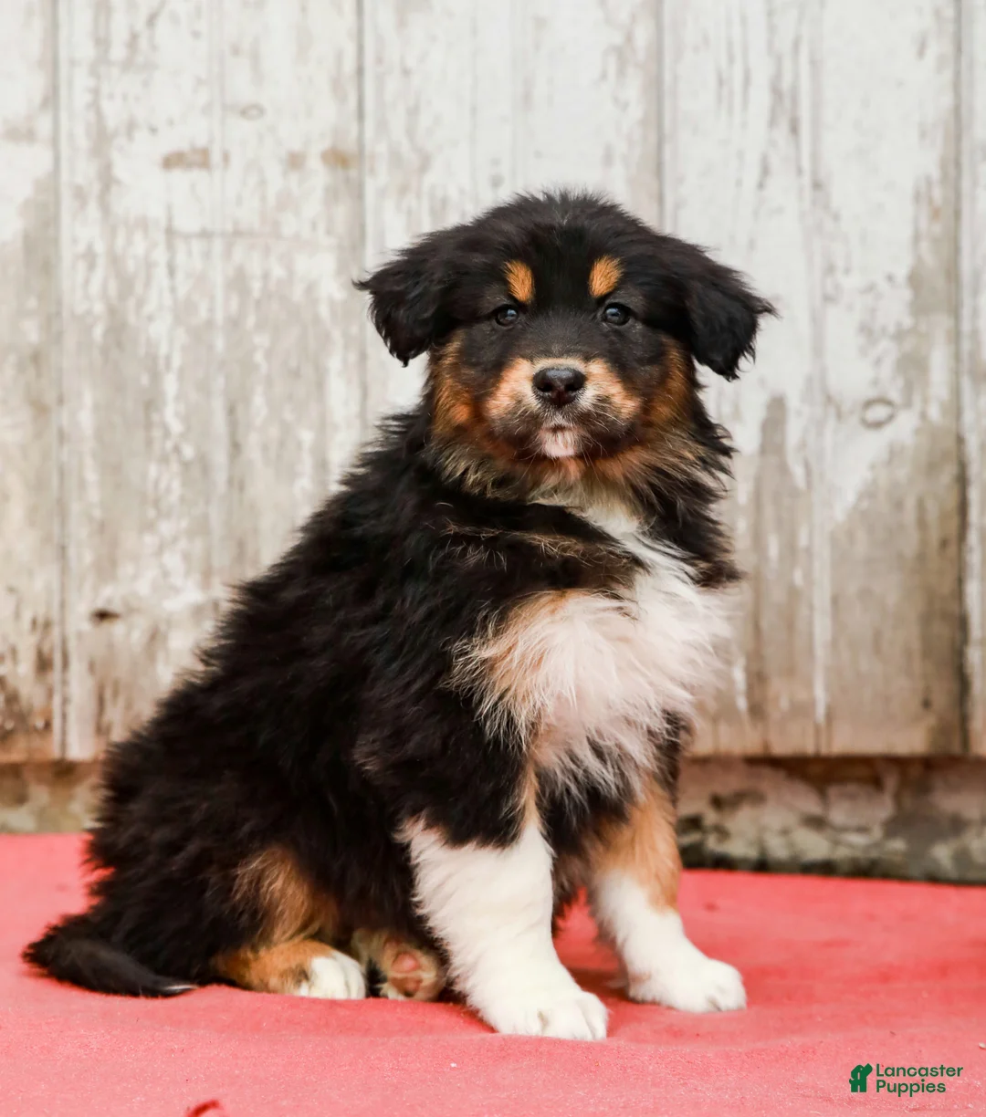 Australian Shepherd dogs for sale: Jasper - Ad 1