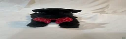 Miniature Schnauzer dogs for sale: Molly - Ad 5