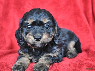 Cavapoo dogs Griffin - Ad 32