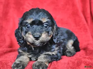 Cavapoo dogs Griffin - Ad 18