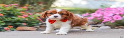 Cavalier King Charles Spaniel dogs for sale: Logan - Ad 5