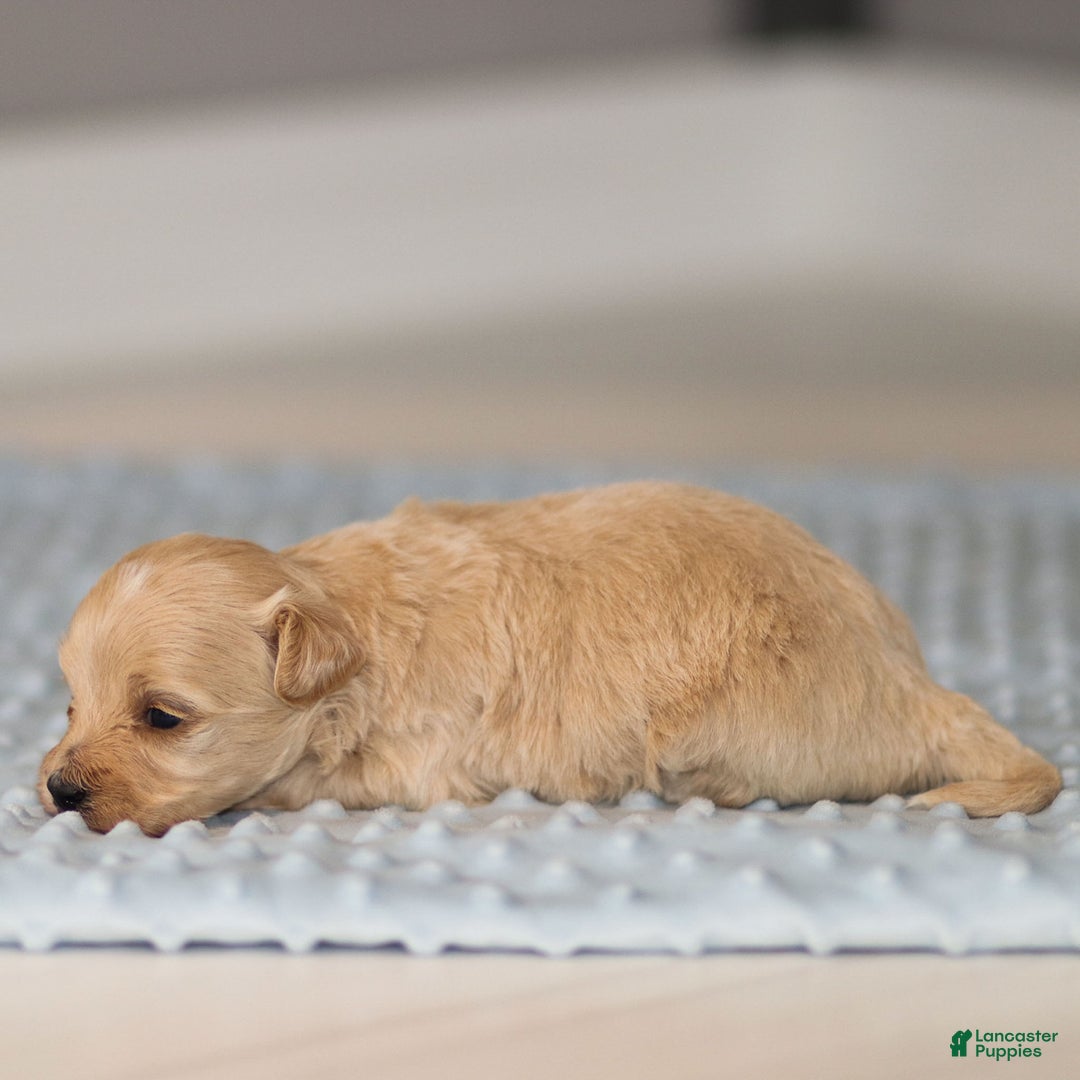 Maltipoo dogs for sale: Truffle - Ad 8