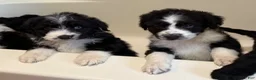 Aussiedoodle dogs for sale: Ol’ Red (Red) - Ad 6