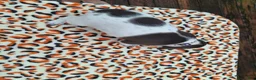 German Shorthaired Pointer dogs for sale: German Shorthaired Pointer Willow - Ad 4