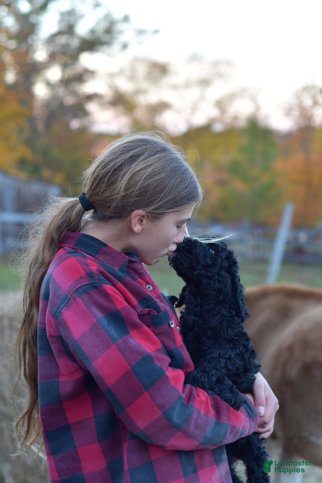 Standard Poodle dogs for sale: Candy - Ad 27