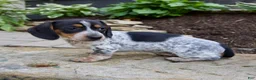 Miniature Dachshund dogs for sale: Glory - Ad 6