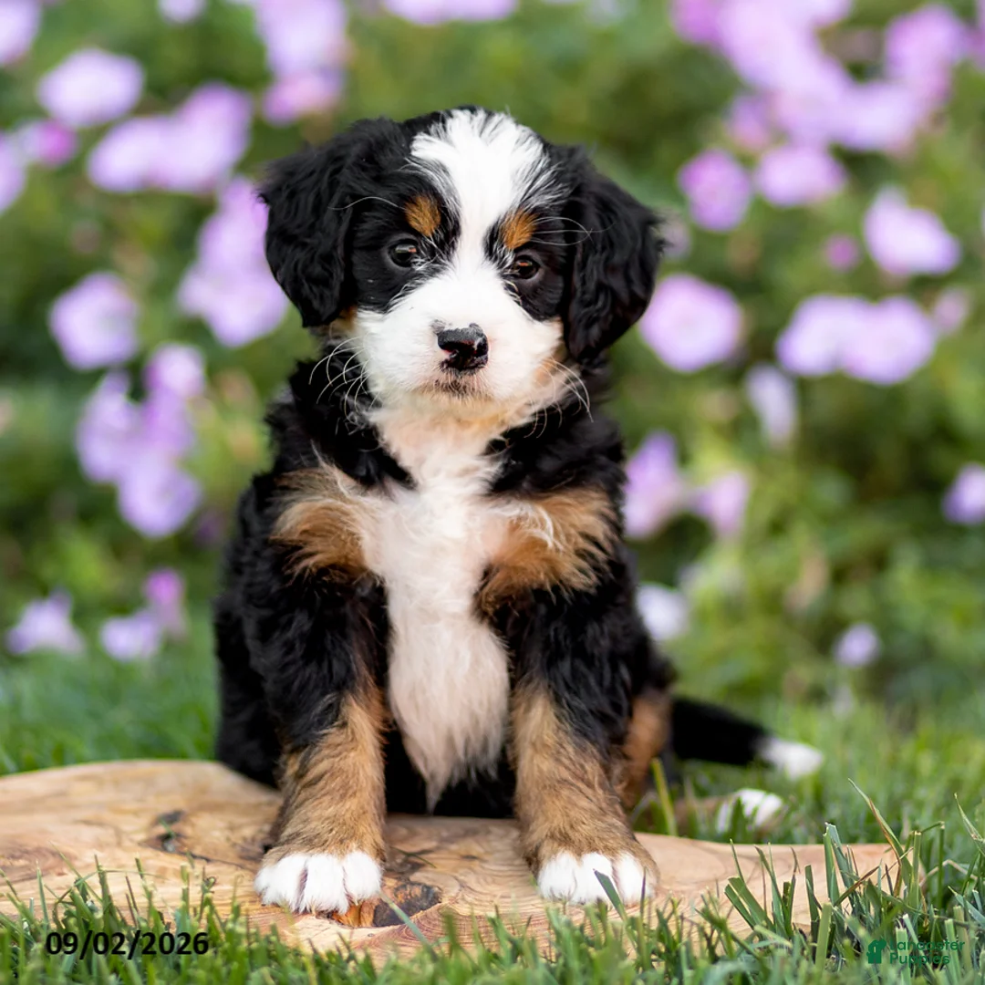 Mini Bernedoodle dogs for sale: Georgia - Ad 1