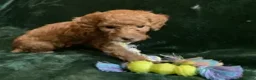 Mini Goldendoodle dogs for sale: Ginger - Ad 1