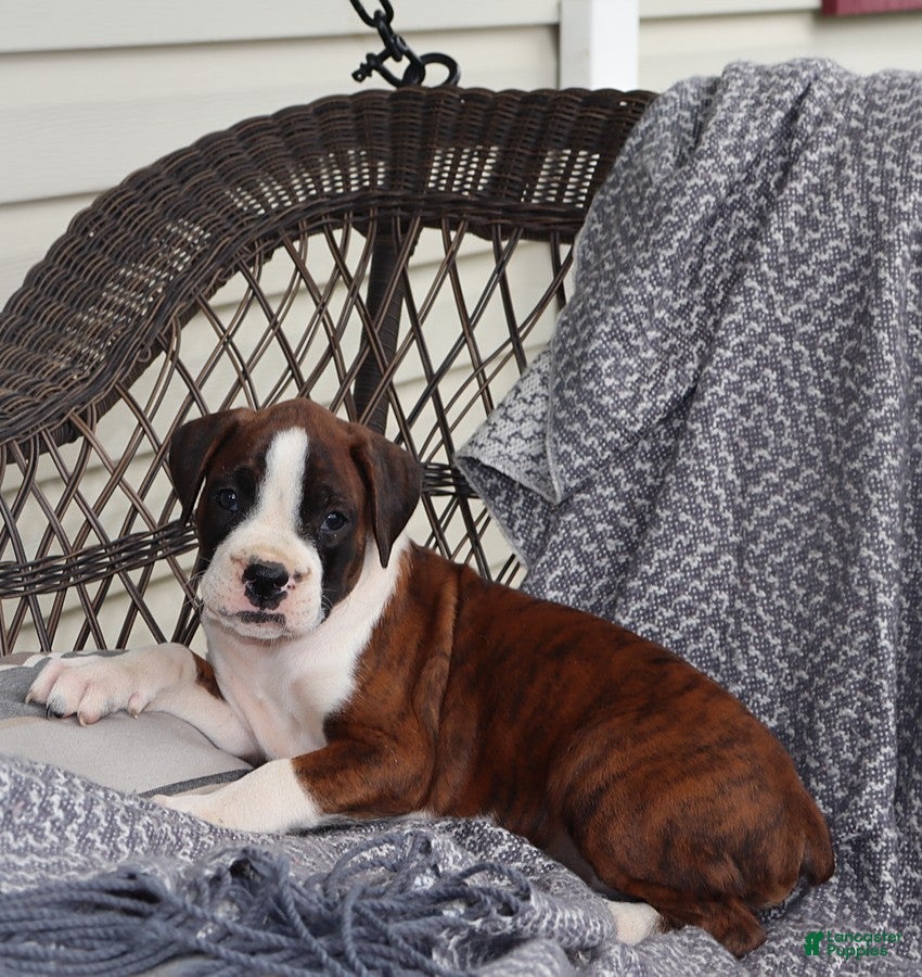 Boxer dogs Sophie - Ad 1