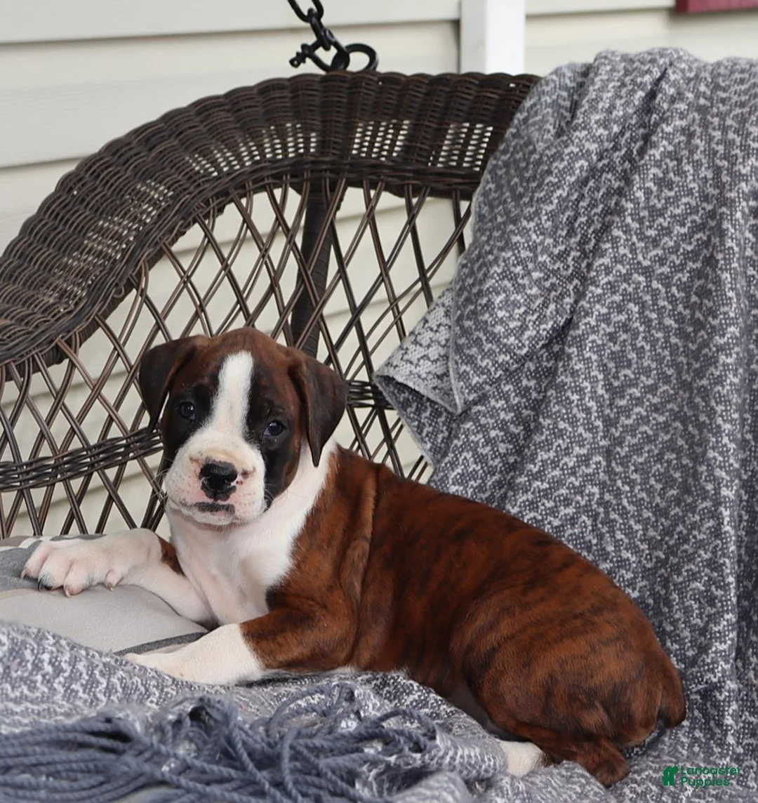 Boxer dogs for sale: Sophie - Ad 1