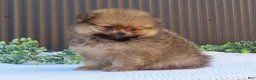 Pomeranian dogs for sale: Pepper 🐶 - Ad 12
