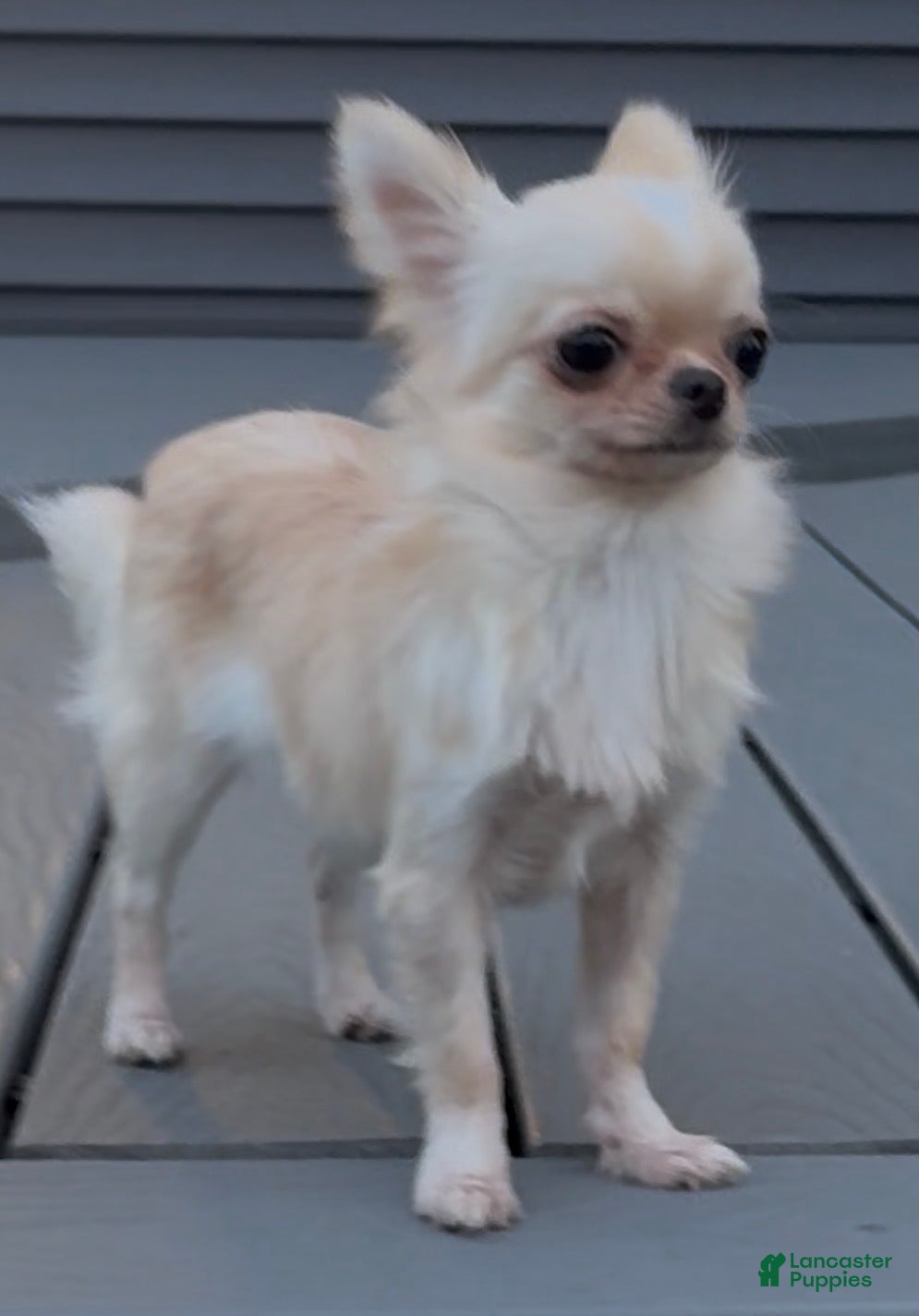 Chihuahua dogs Chiquita - Ad 29