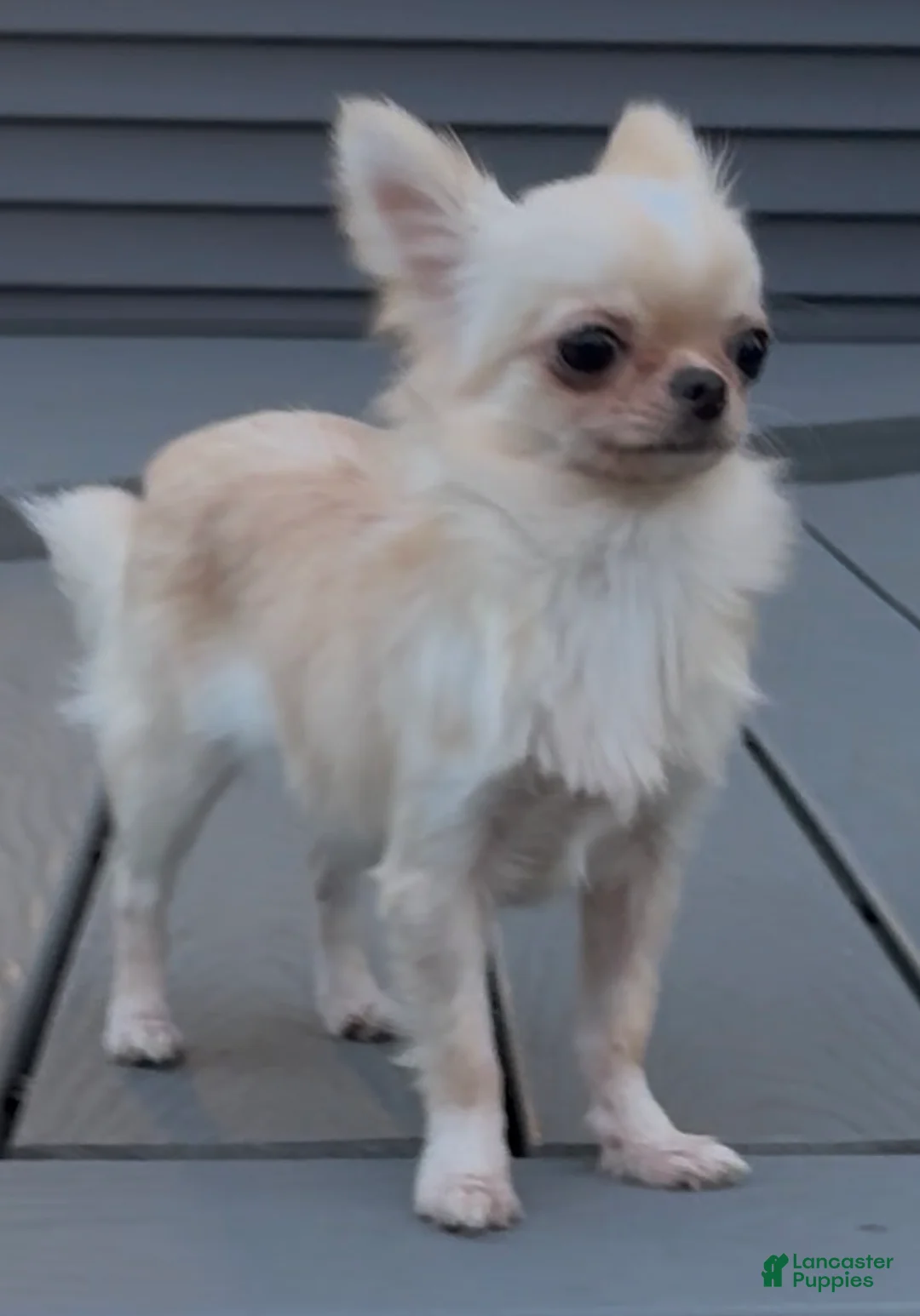 Chihuahua dogs for sale: Chiquita - Ad 1