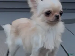 Chihuahua dogs Chiquita - Ad 1