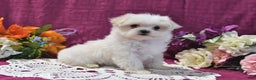 Maltese dogs for sale: Sharla - Ad 1