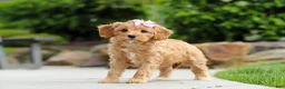Cavapoo dogs for sale: Hazel - Ad 5