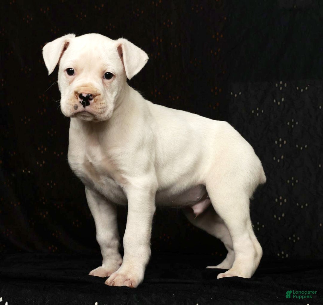 Boxer dogs for sale: Alex - Ad 3