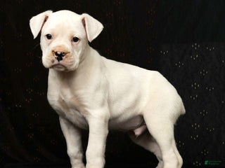 Boxer dogs Alex - Ad 4