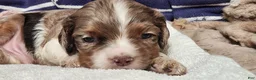 Cocker Spaniel dogs for sale: Cocker Spaniel 1 - Ad 4