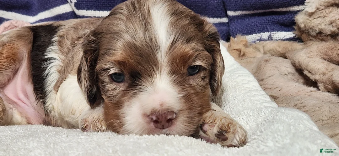Cocker Spaniel dogs for sale: Cocker Spaniel 1 - Ad 4