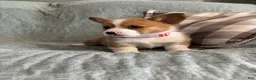 Welsh Corgi Pembroke dogs for sale: Welsh Corgi Pembroke 4 - Ad 4