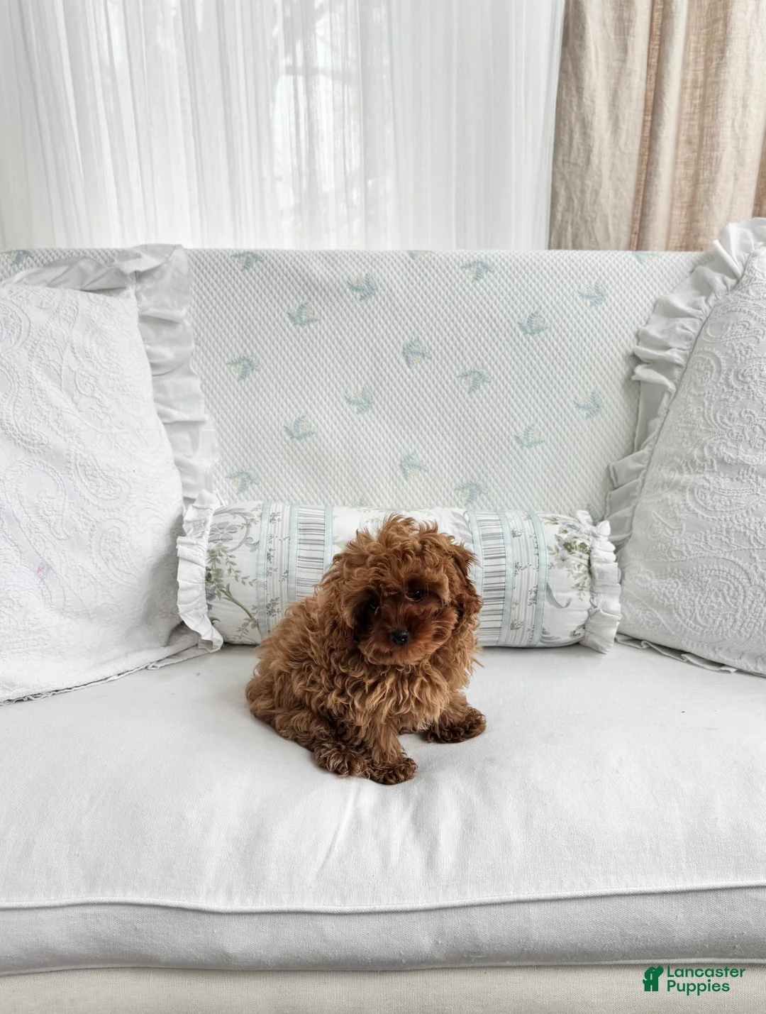 Cavapoo dogs for sale: Cami - Ad 6