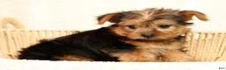 Yorkshire Terrier dogs for sale: Teddy - Ad 3