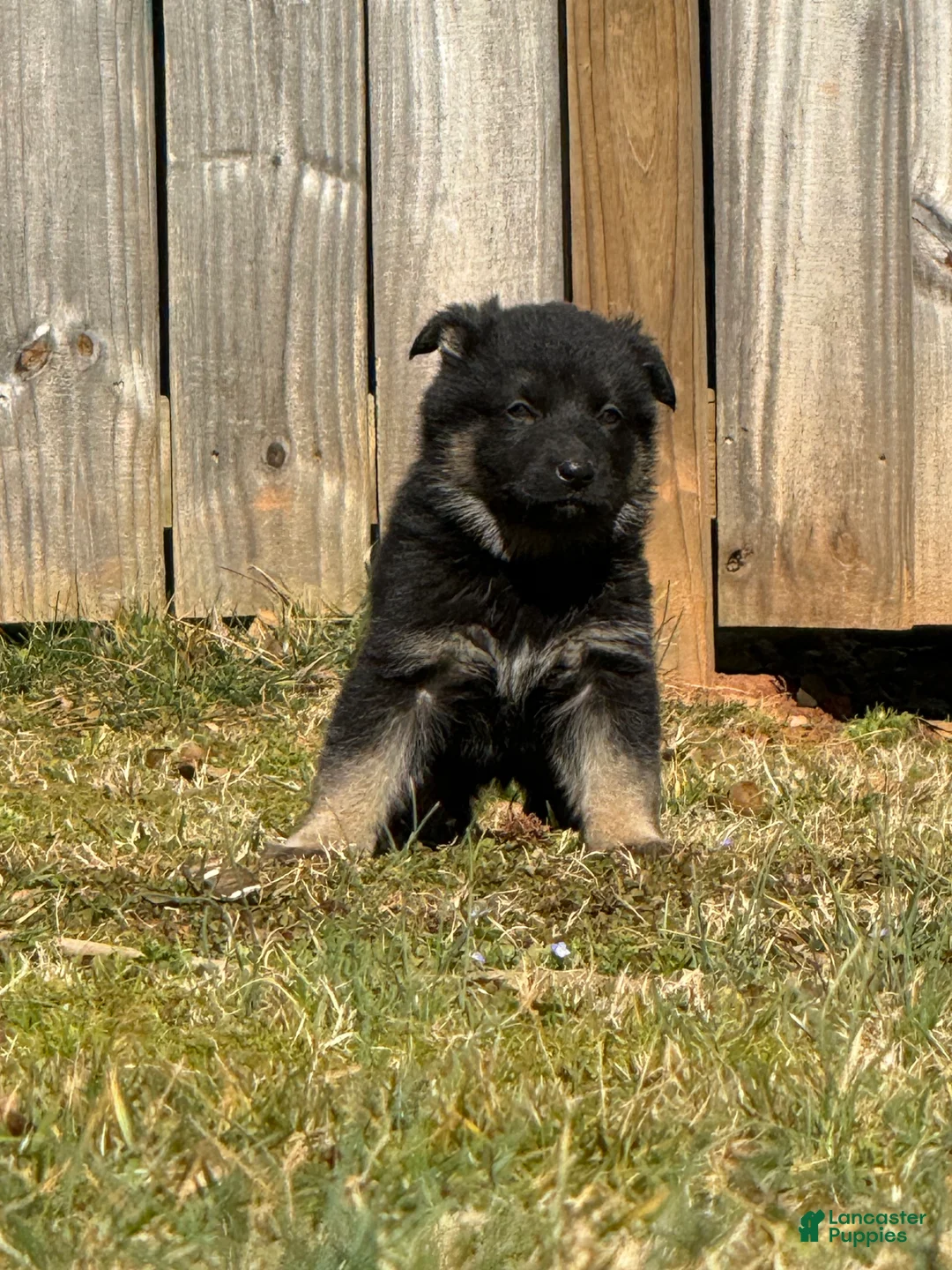 German Shepherd dogs for sale: German Shepherd Puppy 4 - Ad 1