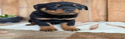 Rottweiler dogs for sale: Luke - Ad 6