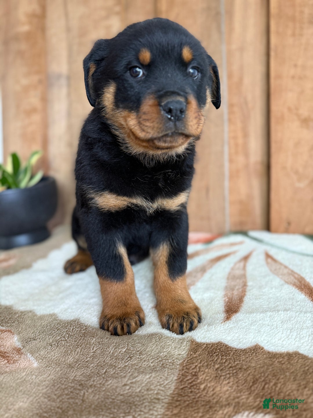 Rottweiler dogs for sale: Luke - Ad 6