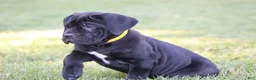 Cane Corso dogs for sale: Raven - Ad 3