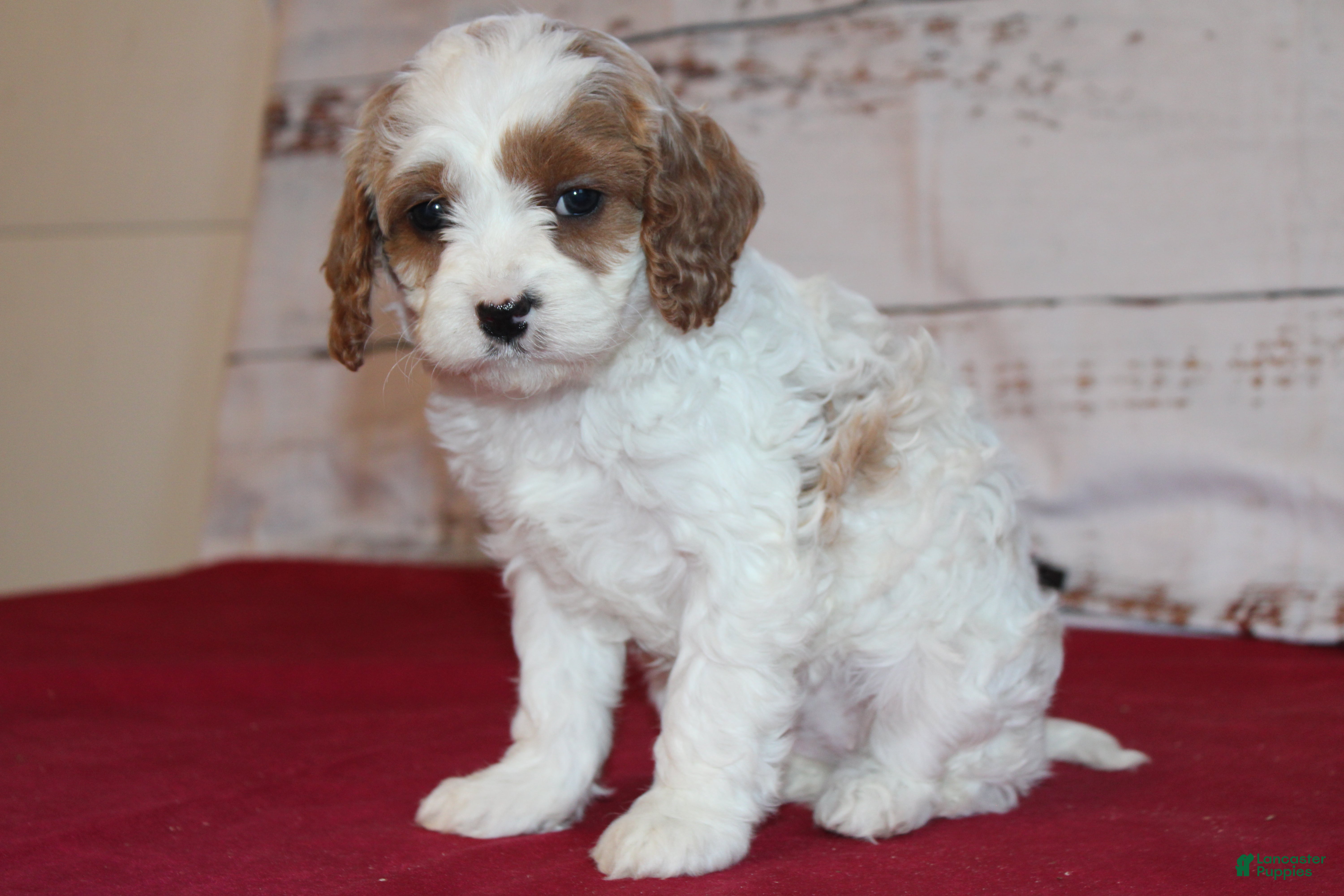 Cavapoo dogs Kacie - Ad 1