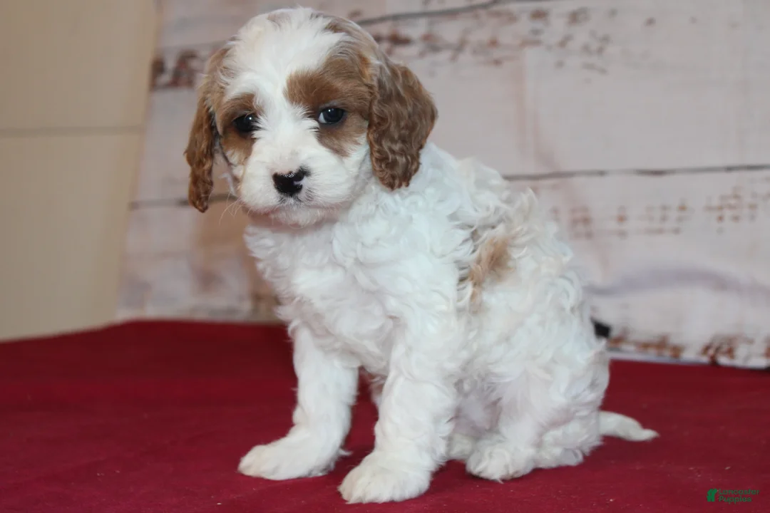 Cavapoo dogs for sale: Kacie - Ad 1
