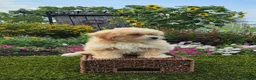 Havapoo dogs for sale: Asher - Ad 5