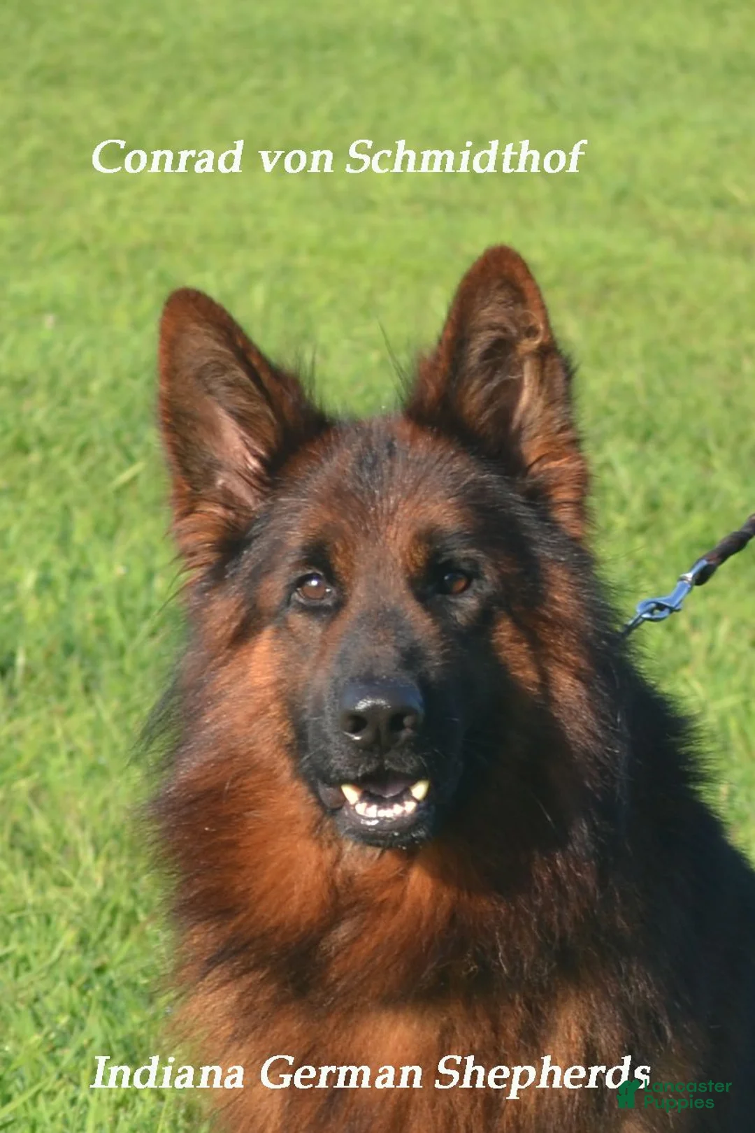 German Shepherd dogs for sale: German Shepherd 1 - Ad 7