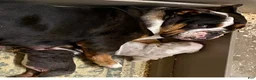 English Bulldog dogs for sale: Blue Blaze - Ad 2