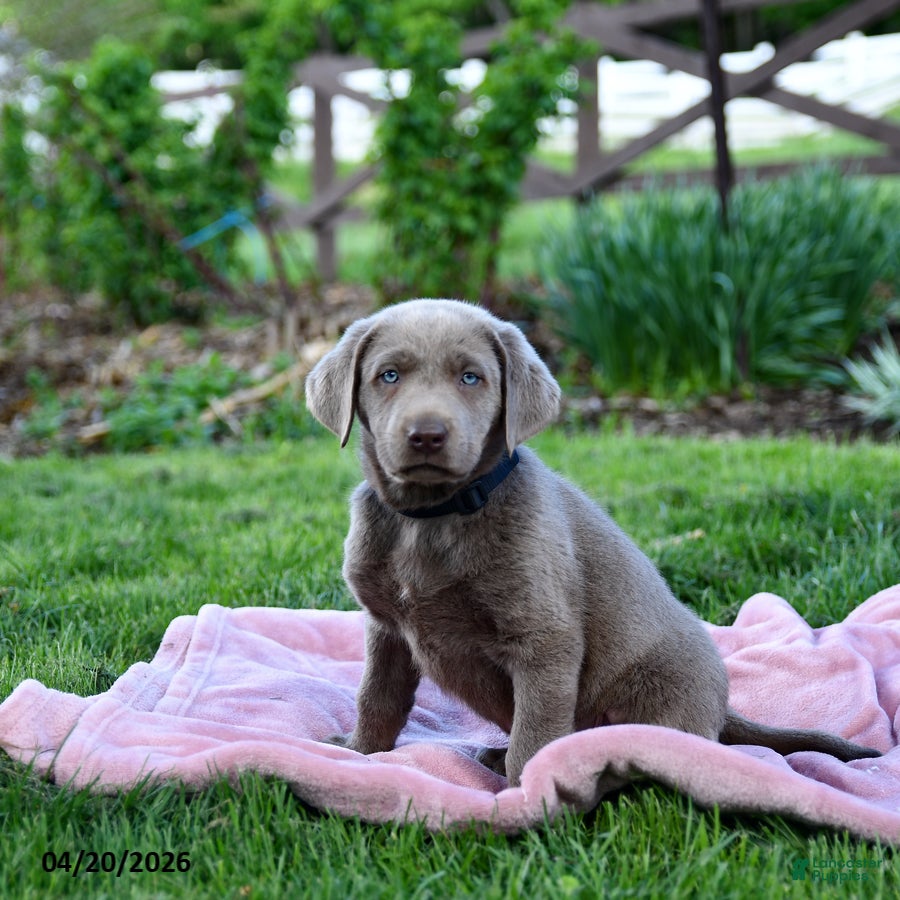 Labrador Retriever dogs Eddie - Ad 2