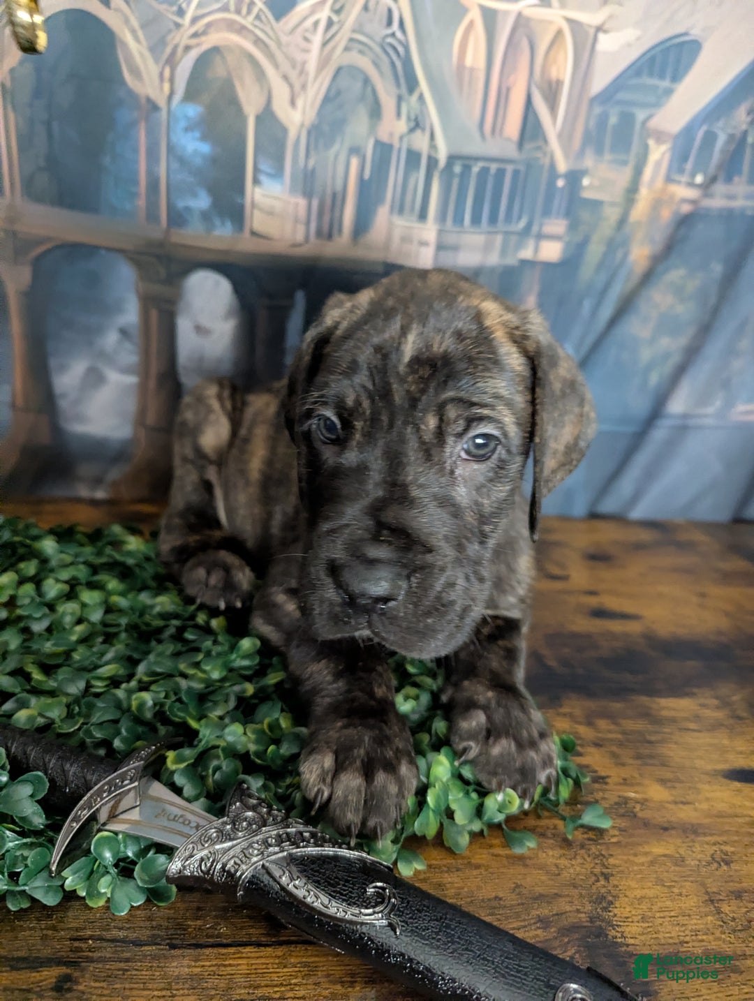 Great Dane dogs for sale: Boromir Brindle Male Great Dane Puppy  - Ad 4
