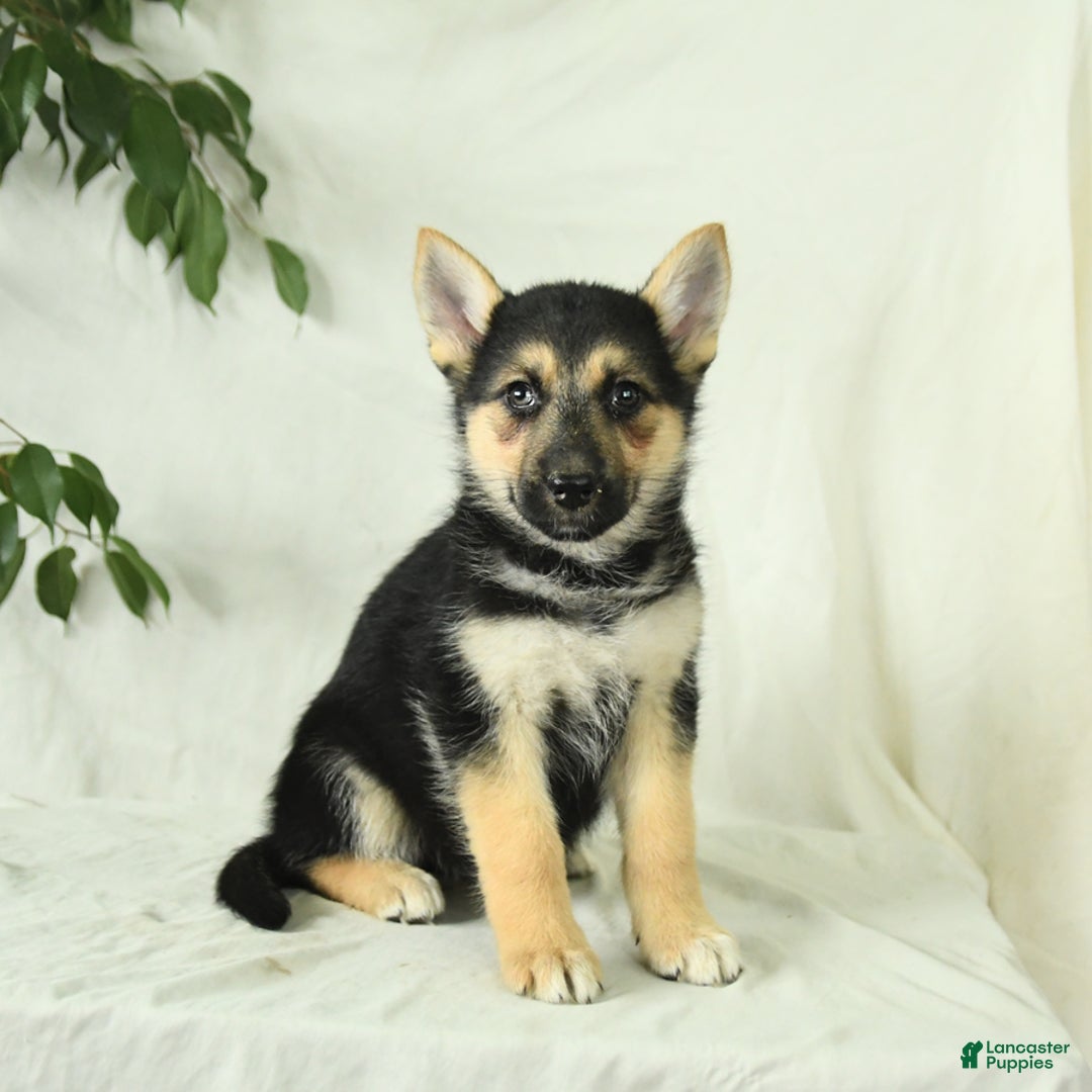 Gerberian Shepsky dogs for sale: Mandy - Ad 5