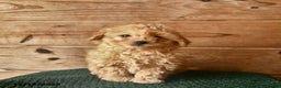 Mini Goldendoodle dogs for sale: Nature  - Ad 2