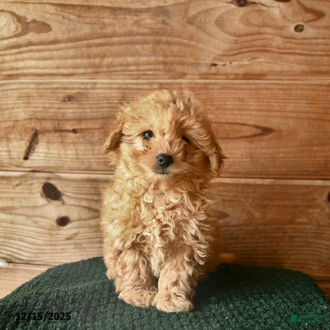 Mini Goldendoodle dogs for sale: Nature  - Ad 2