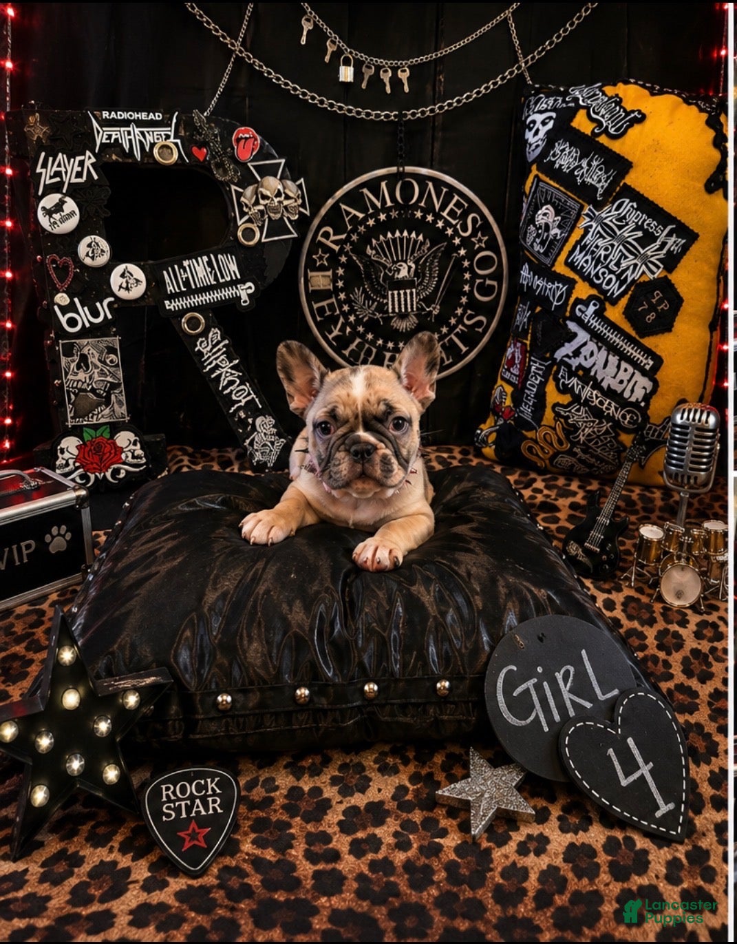 French Bulldog dogs French Bulldog 4 cutiepie - Ad 1