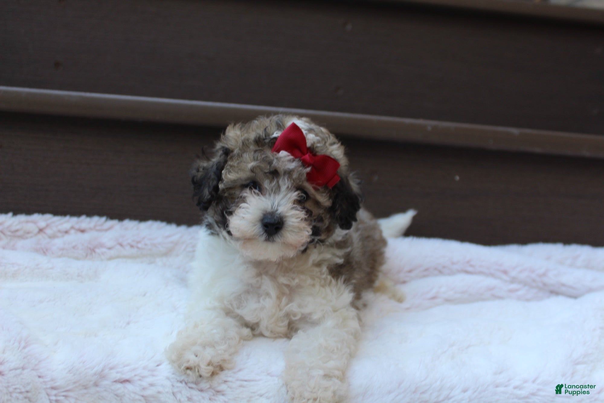 Miniature Poodle dogs Daisy - Ad 1