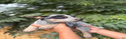 Australian Cattle Dog dogs for sale: Australian Cattle Dog 3 - Ad 2