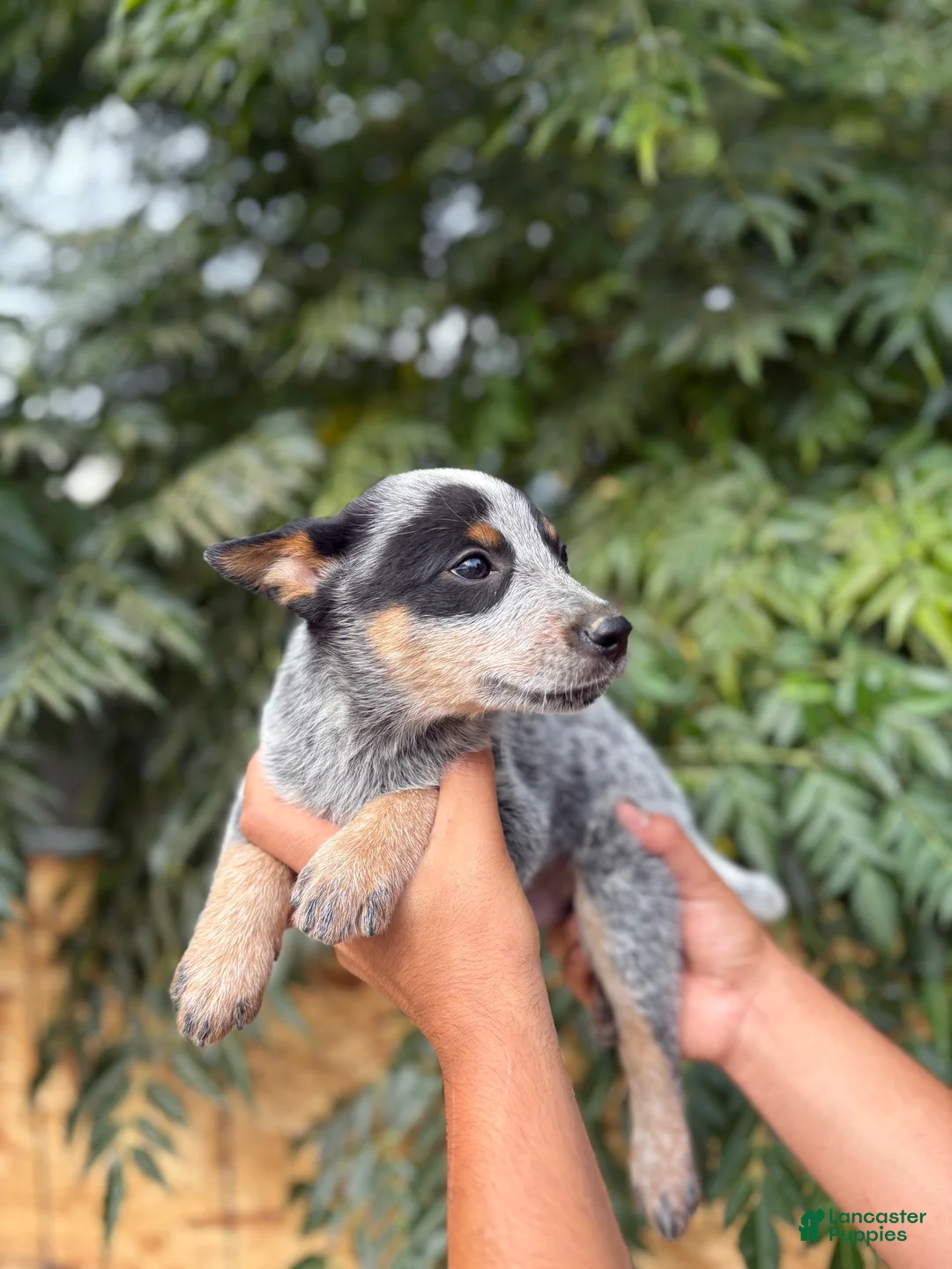 Australian Cattle Dog dogs for sale: Australian Cattle Dog 3 - Ad 2